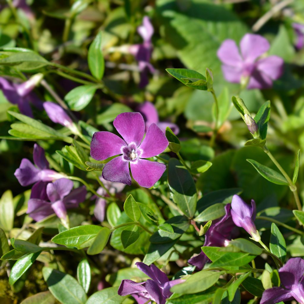 Vinca minor Atropurpurea - Pervinca minore