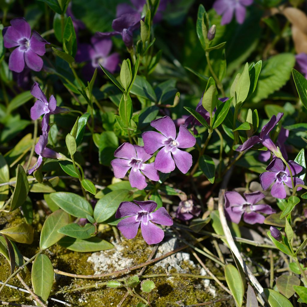 Vinca minor Atropurpurea - Pervinca minore