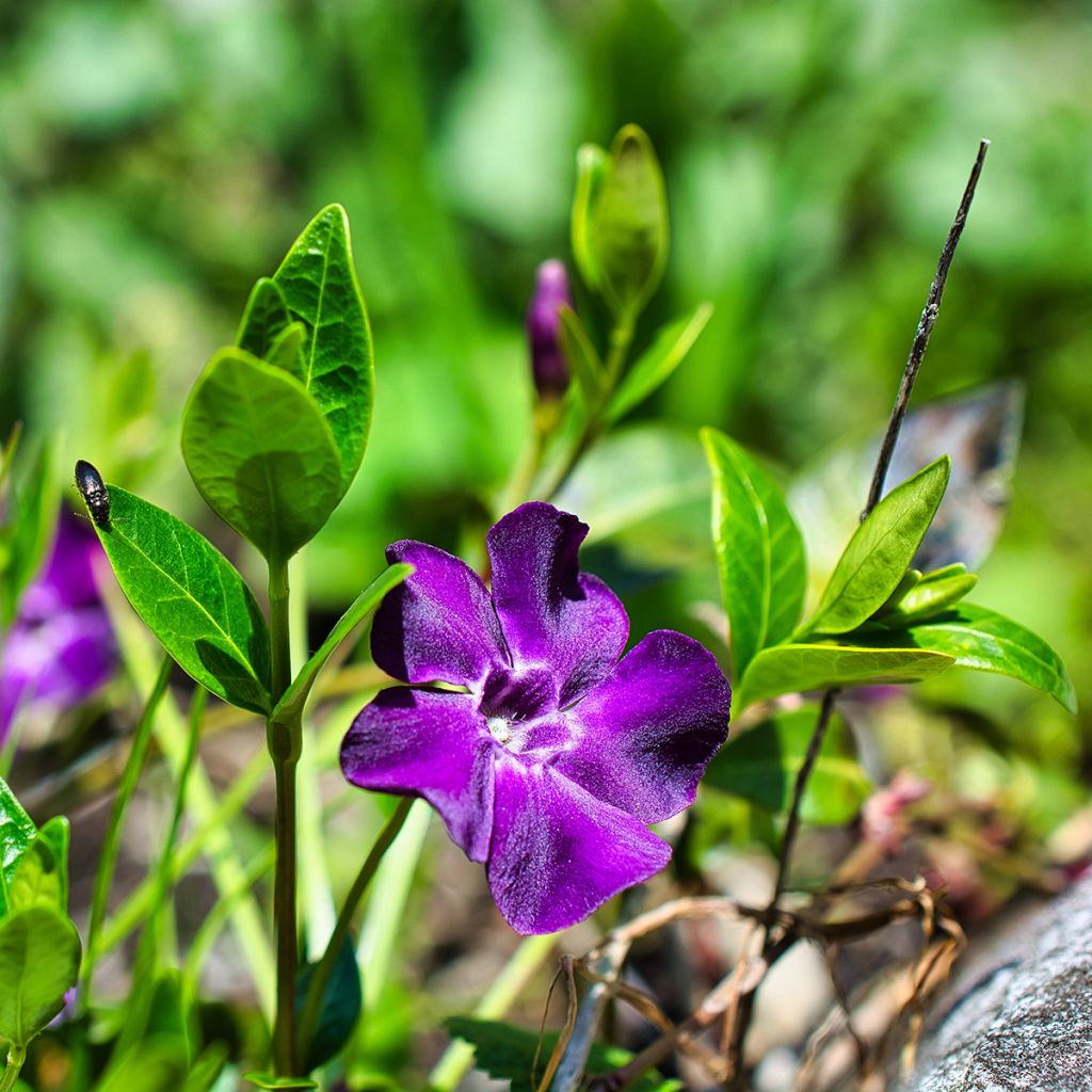 Vinca minor Atropurpurea - Pervinca minore