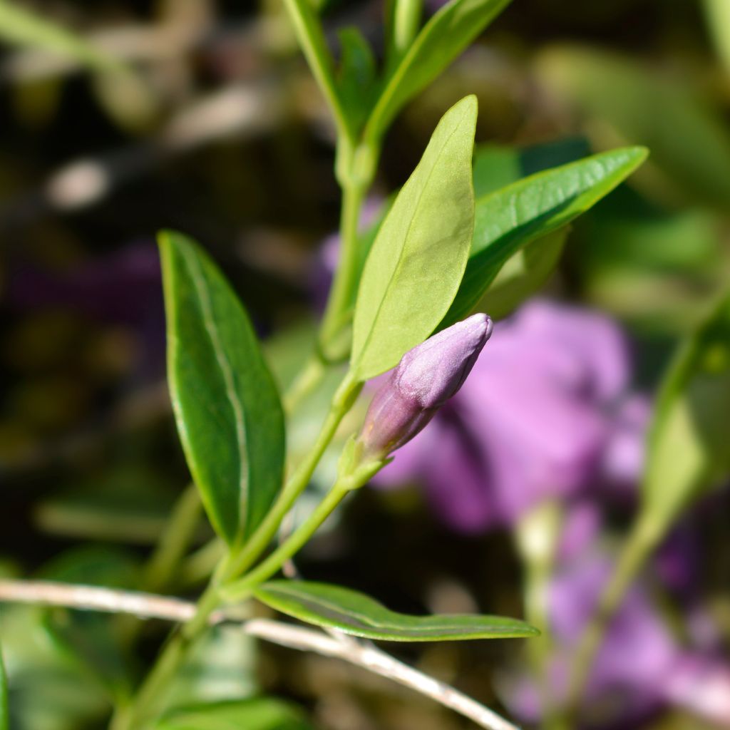 Vinca minor Atropurpurea - Pervinca minore