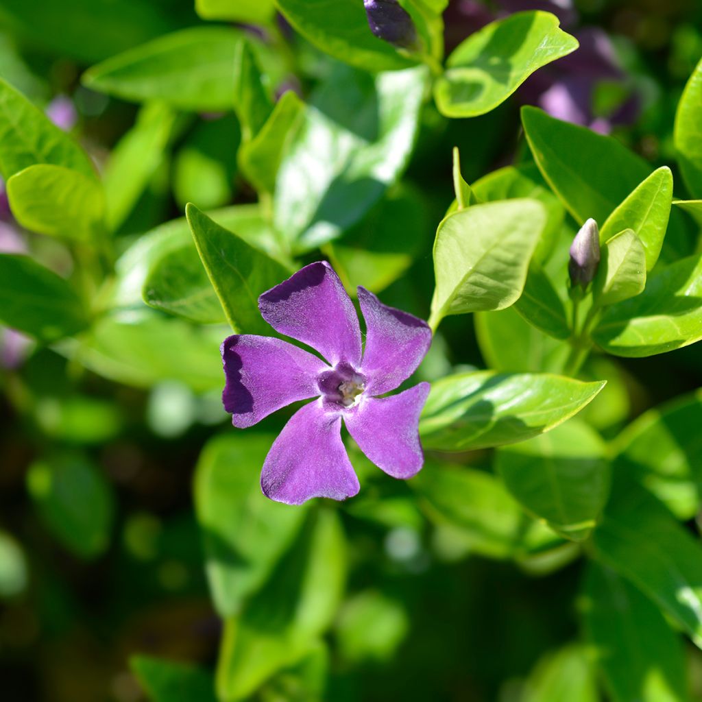 Vinca minor Atropurpurea - Pervinca minore