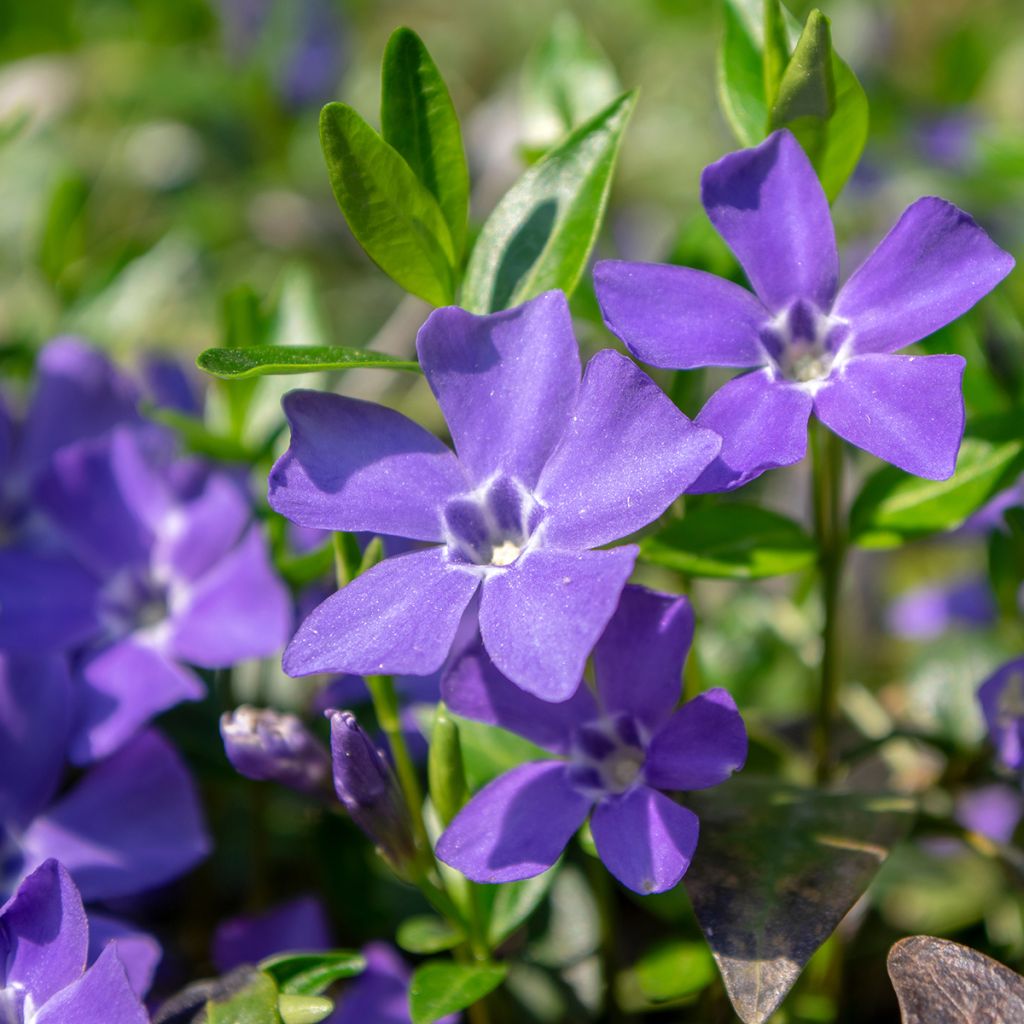 Vinca minor - Pervinca minore