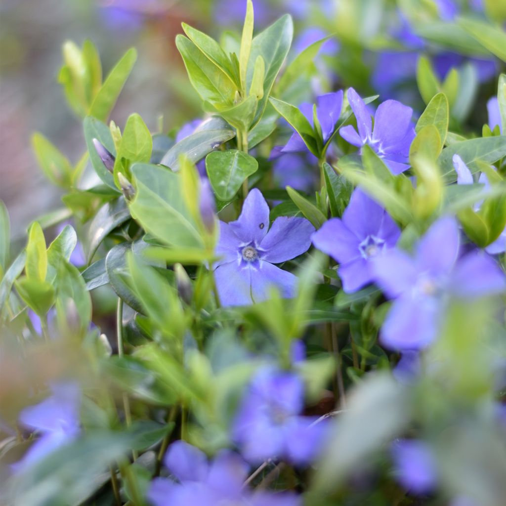 Vinca minor - Pervinca minore