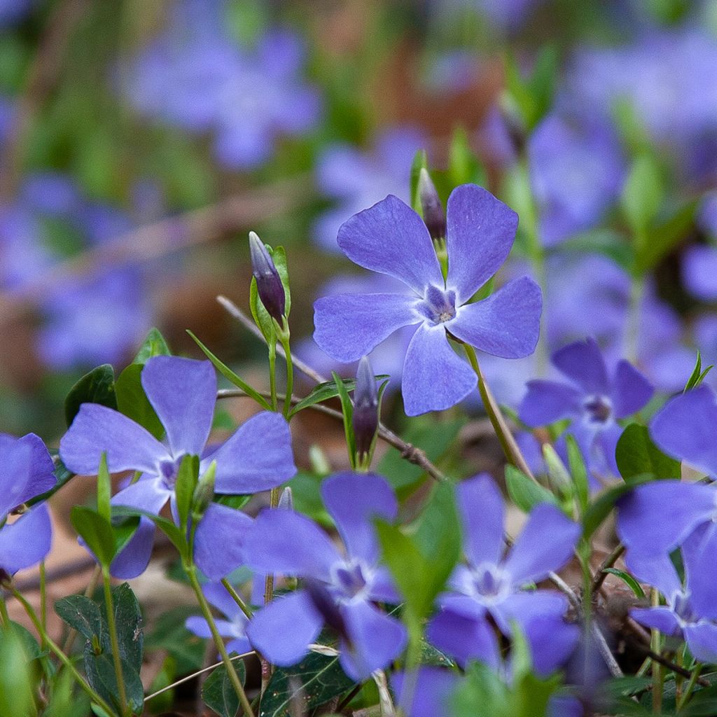 Vinca minor - Pervinca minore