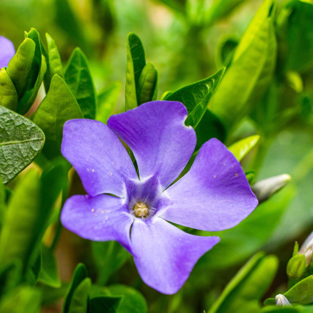 Vinca minor - Pervinca minore