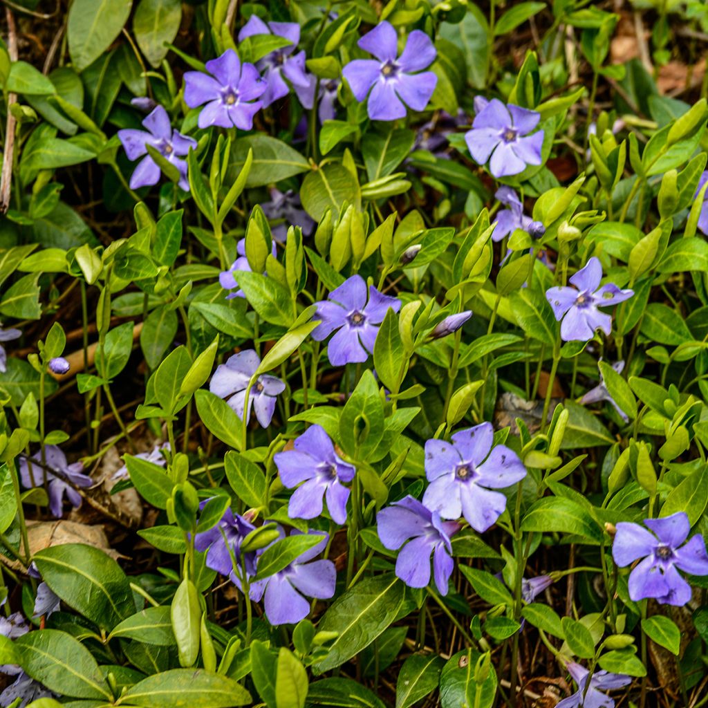 Vinca minor - Pervinca minore