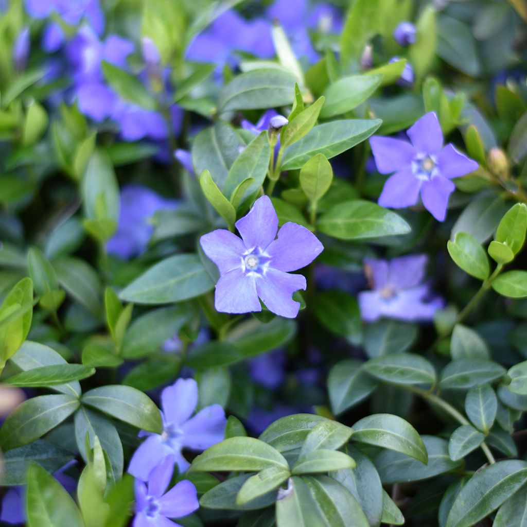 Vinca minor - Pervinca minore