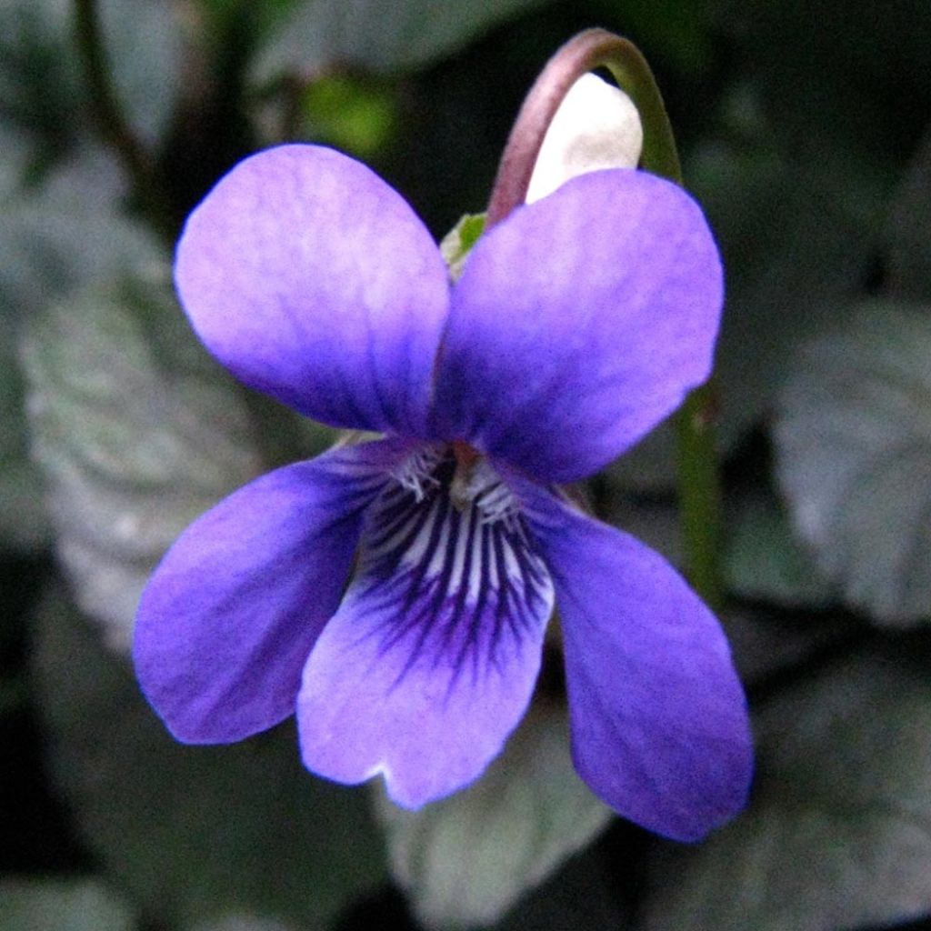 Violette du Labrador - Viola labradorica