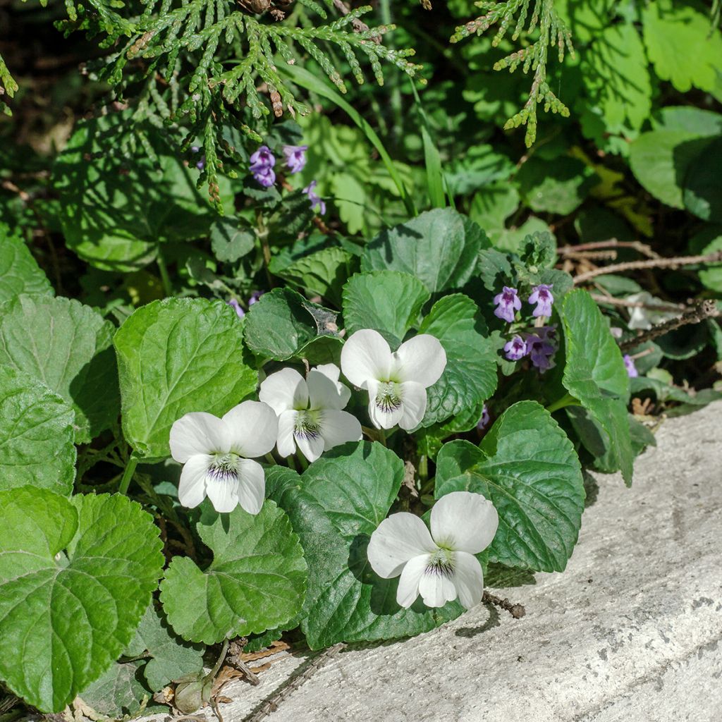 Viola mammola Alba