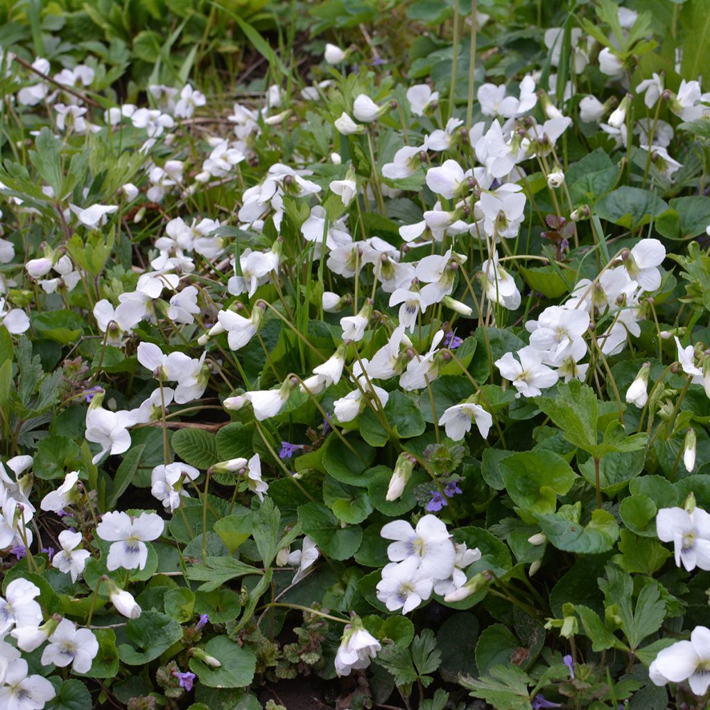 Viola mammola Alba