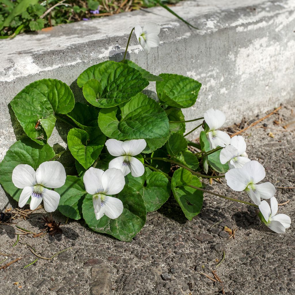 Viola mammola Alba