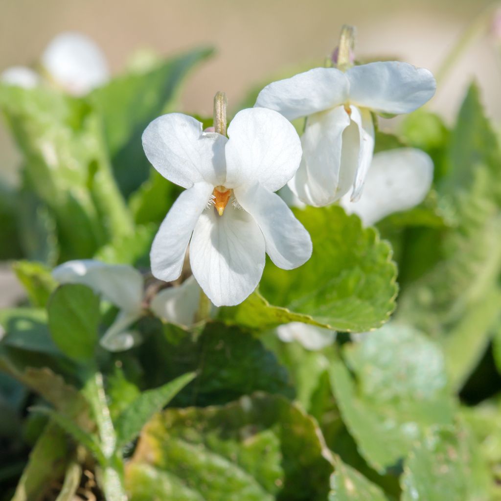 Viola mammola Alba