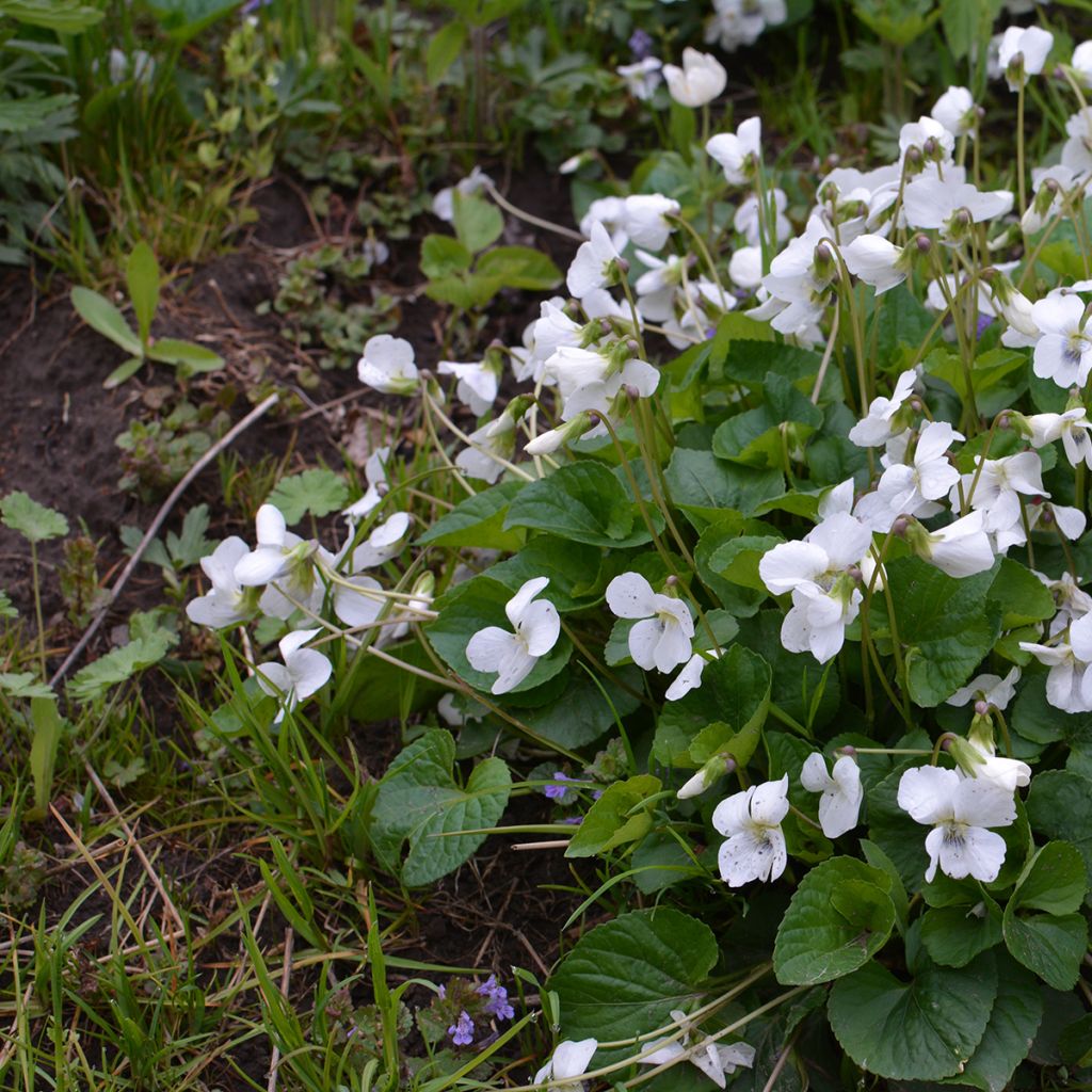 Viola mammola Alba