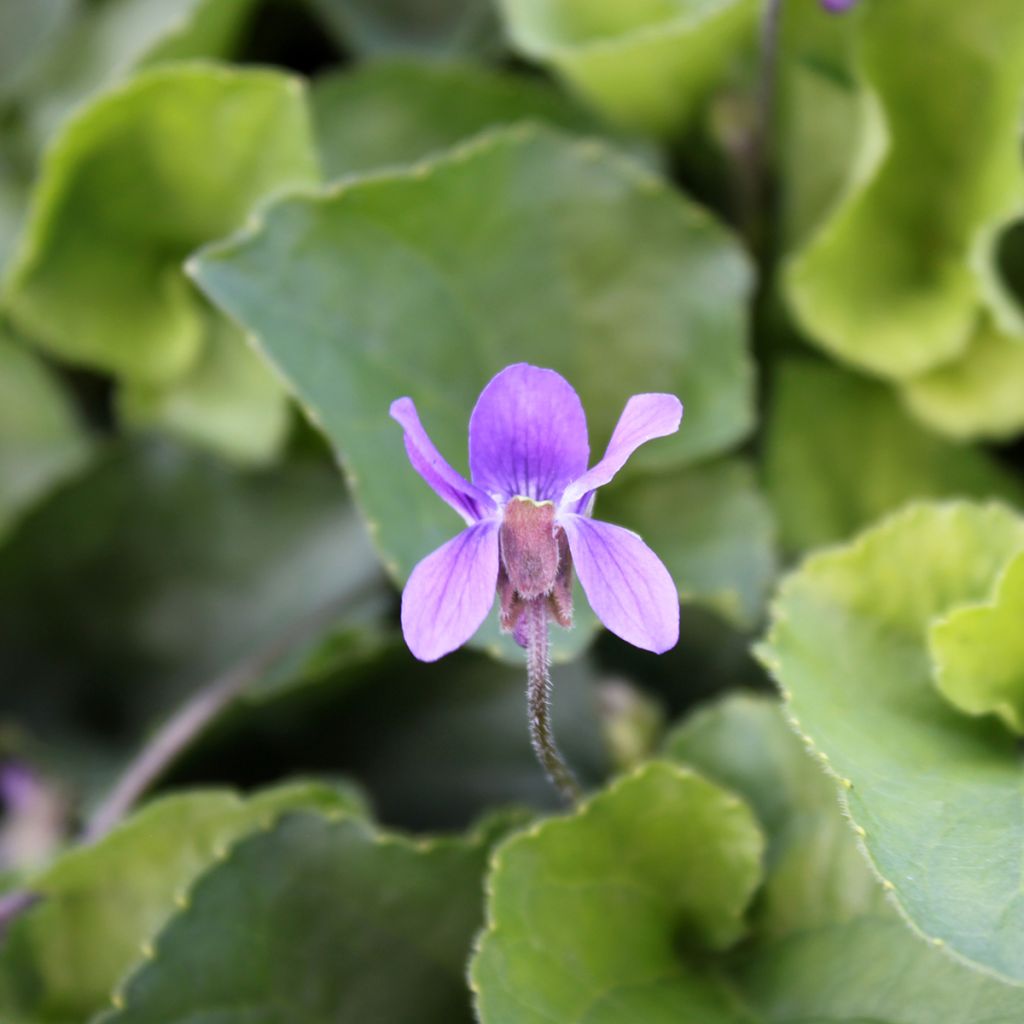 Viola mammola Königin Charlotte