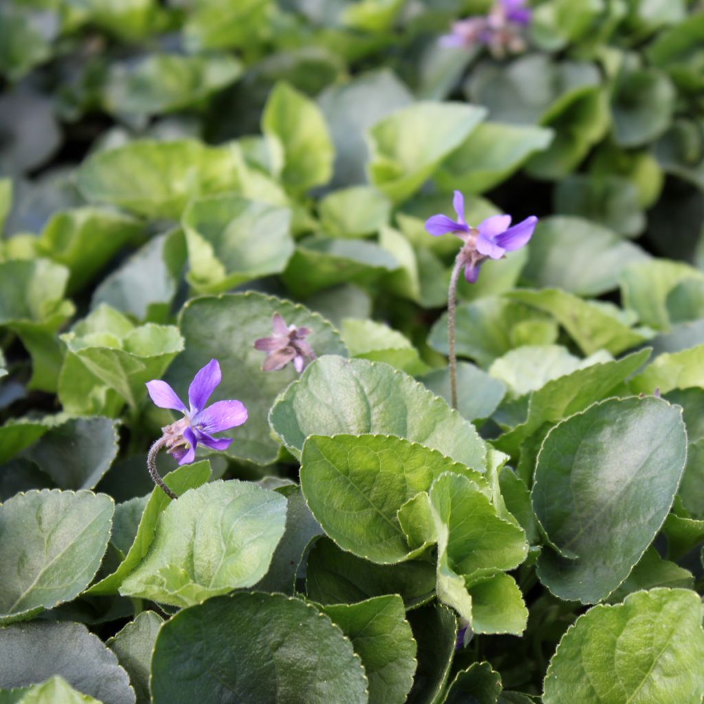 Viola mammola Königin Charlotte