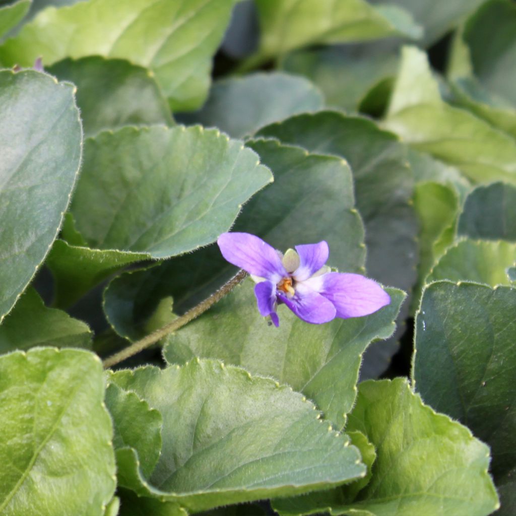 Viola mammola Königin Charlotte