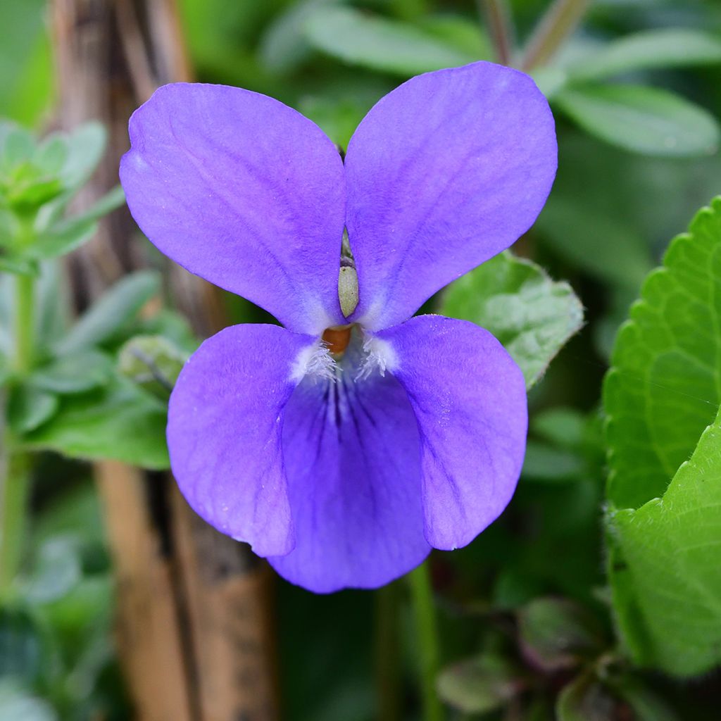 Viola odorata - Viola mammola