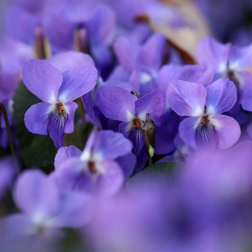 Viola odorata - Viola mammola