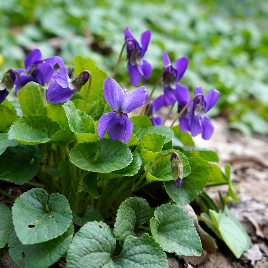 Viola odorata - Viola mammola