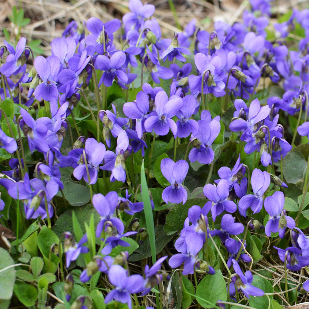 Viola odorata - Viola mammola