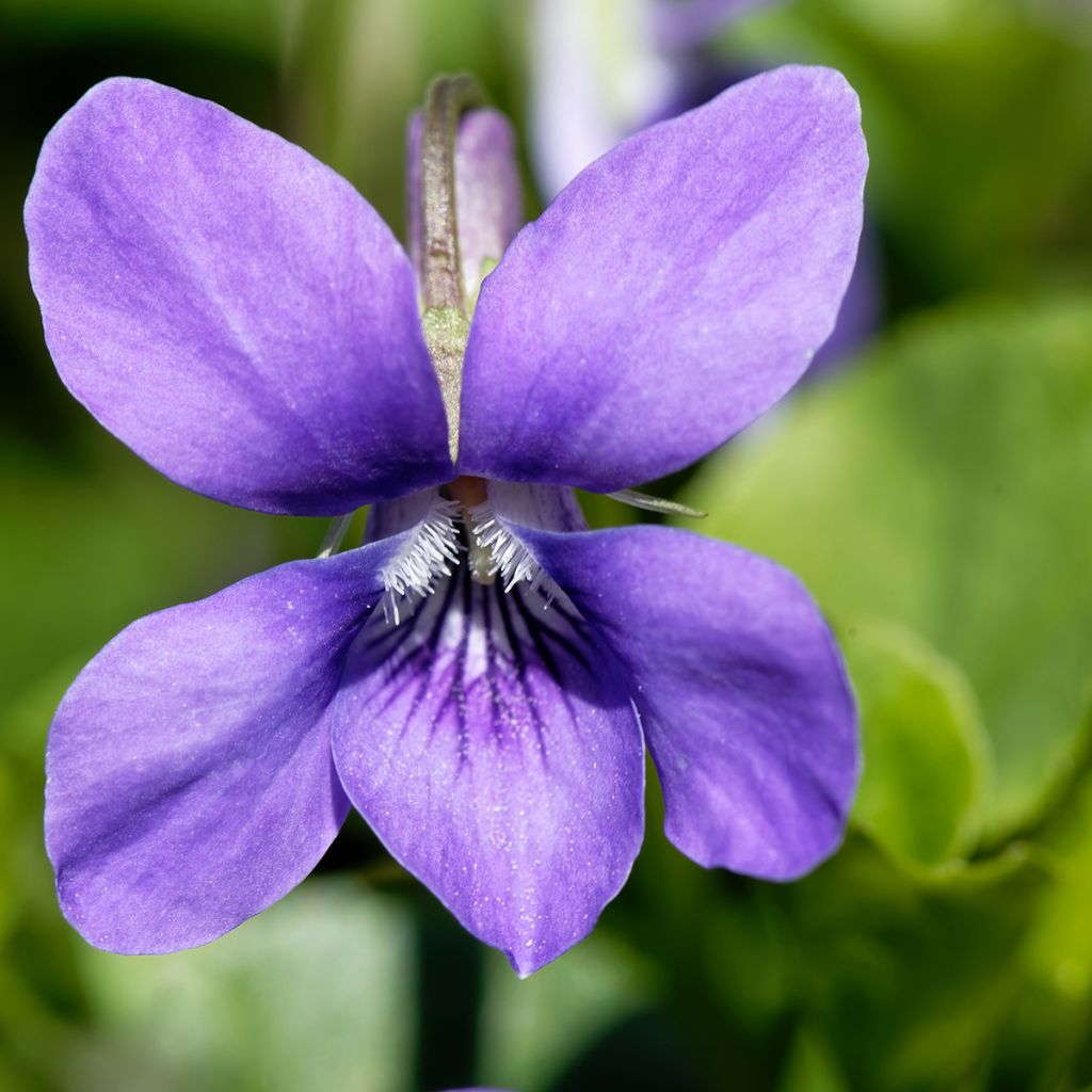 Viola odorata - Viola mammola