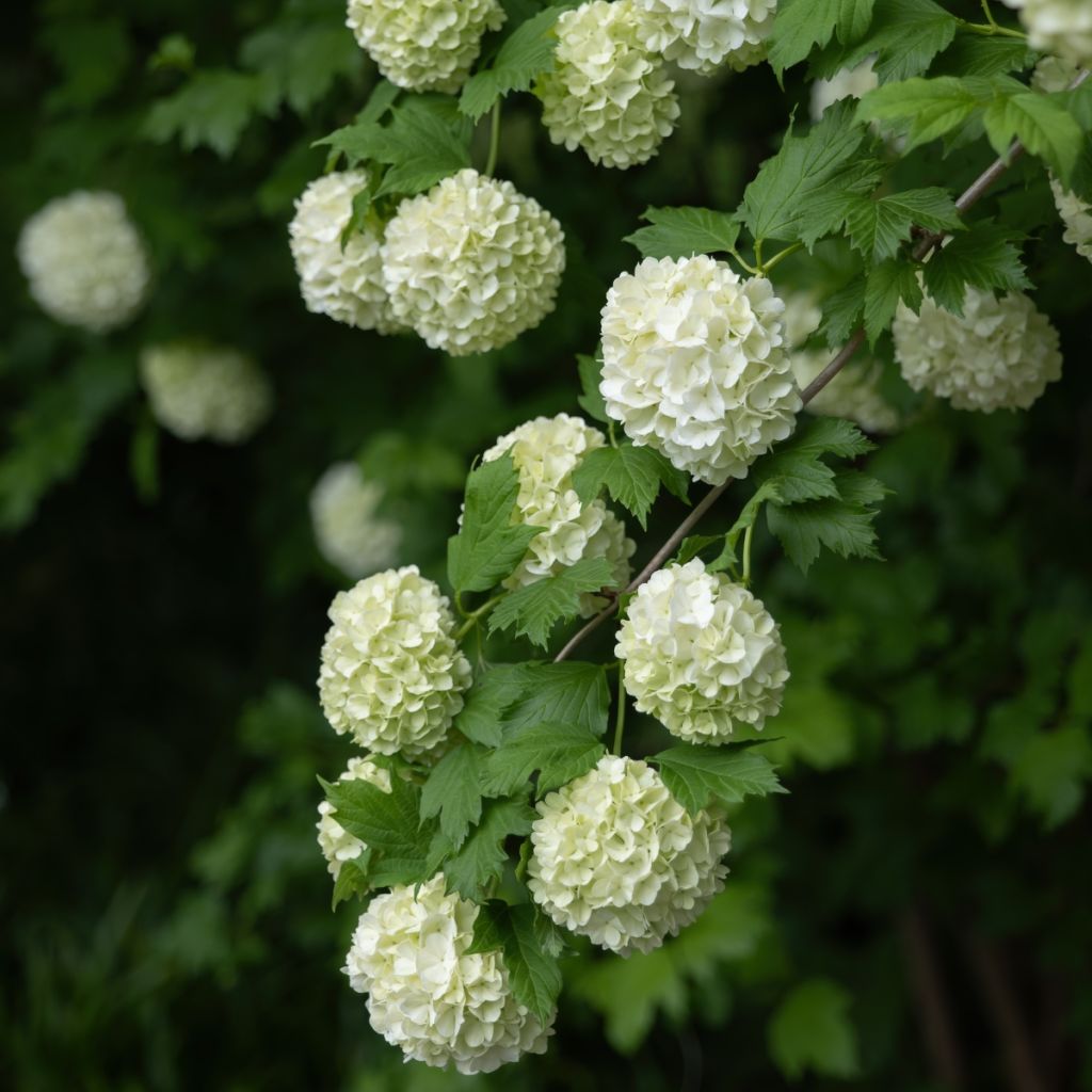 Viburnum opulus Roseum - Oppio