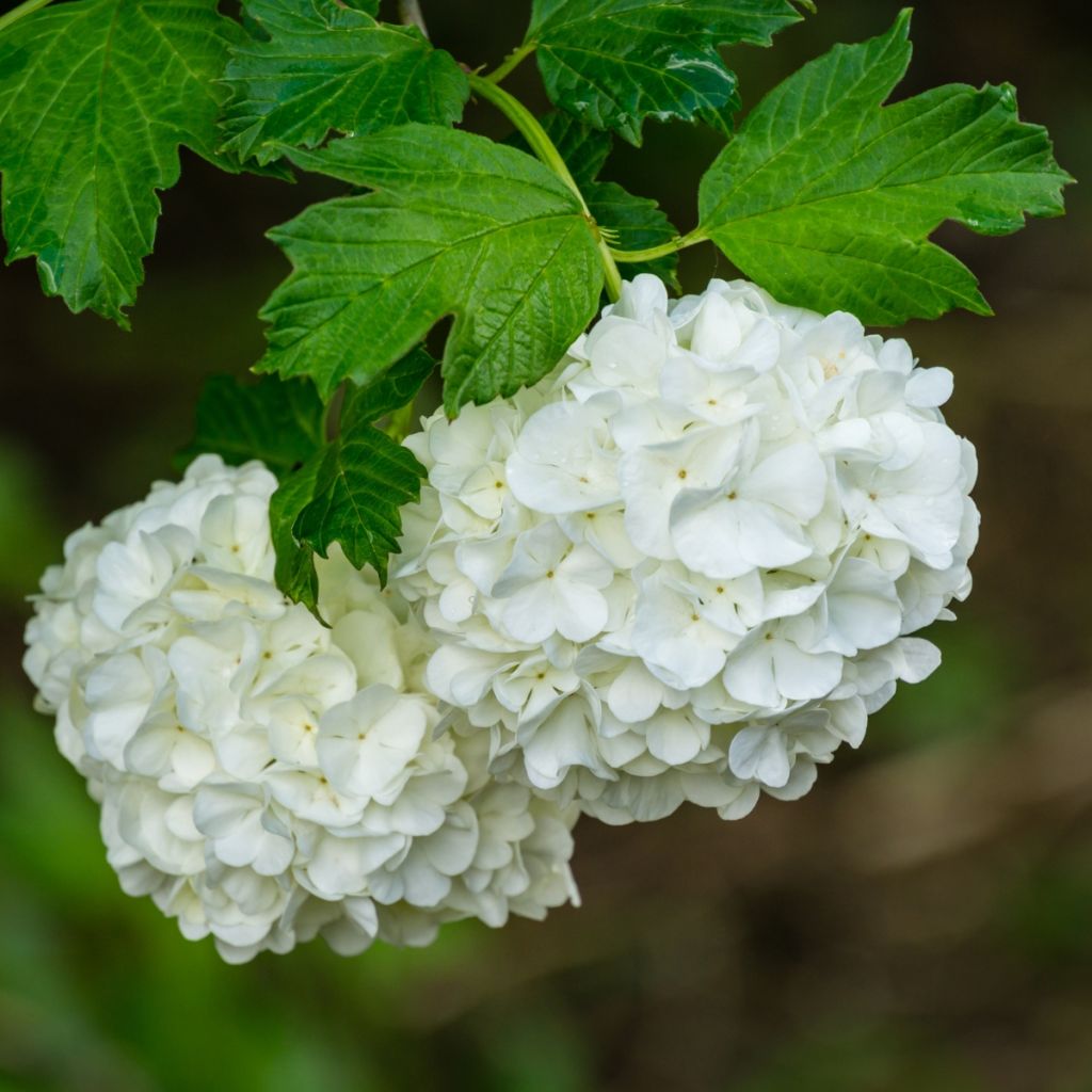 Viburnum opulus Roseum - Oppio