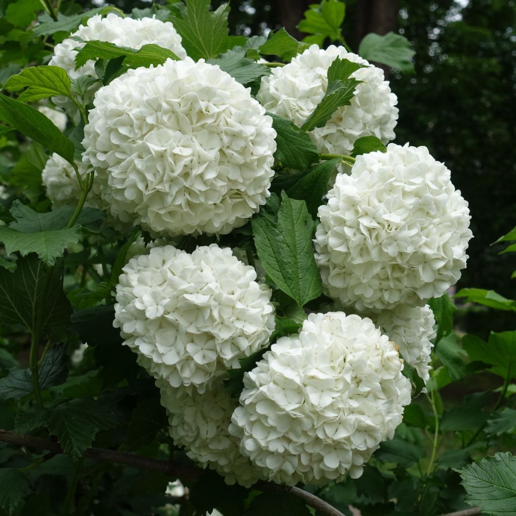 Viburnum opulus Roseum - Oppio