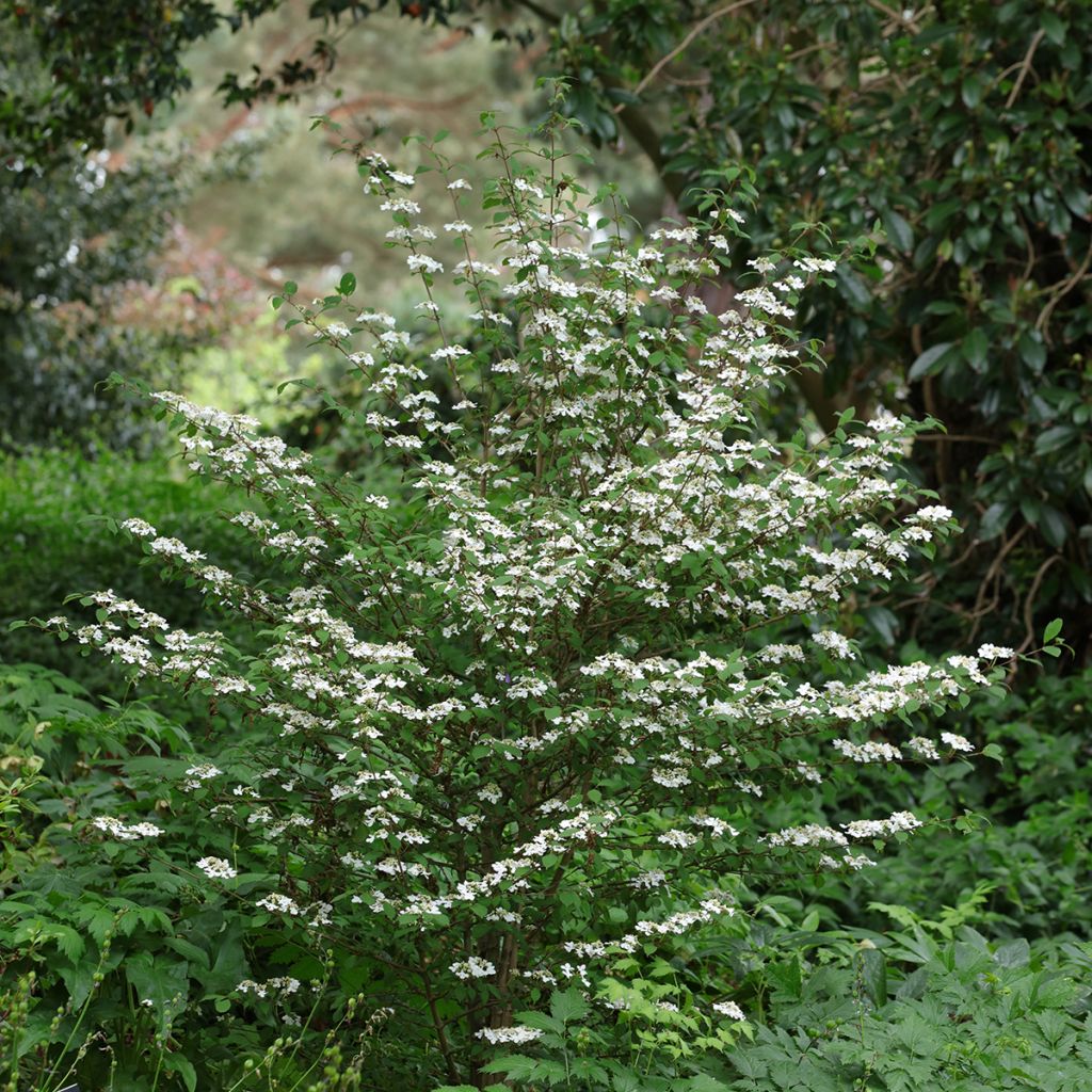 Viburnum plicatum Kilimanjaro Sunrise