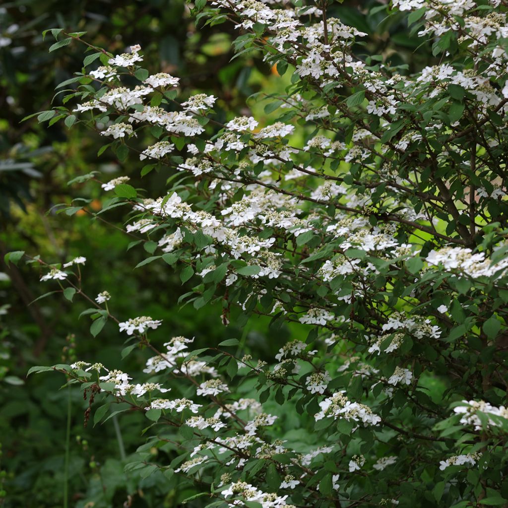 Viburnum plicatum Kilimanjaro Sunrise