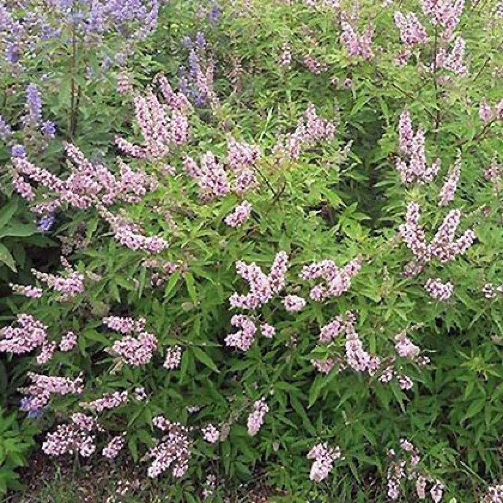 Vitex agnus-castus Pink Pinnacle - Agnocasto