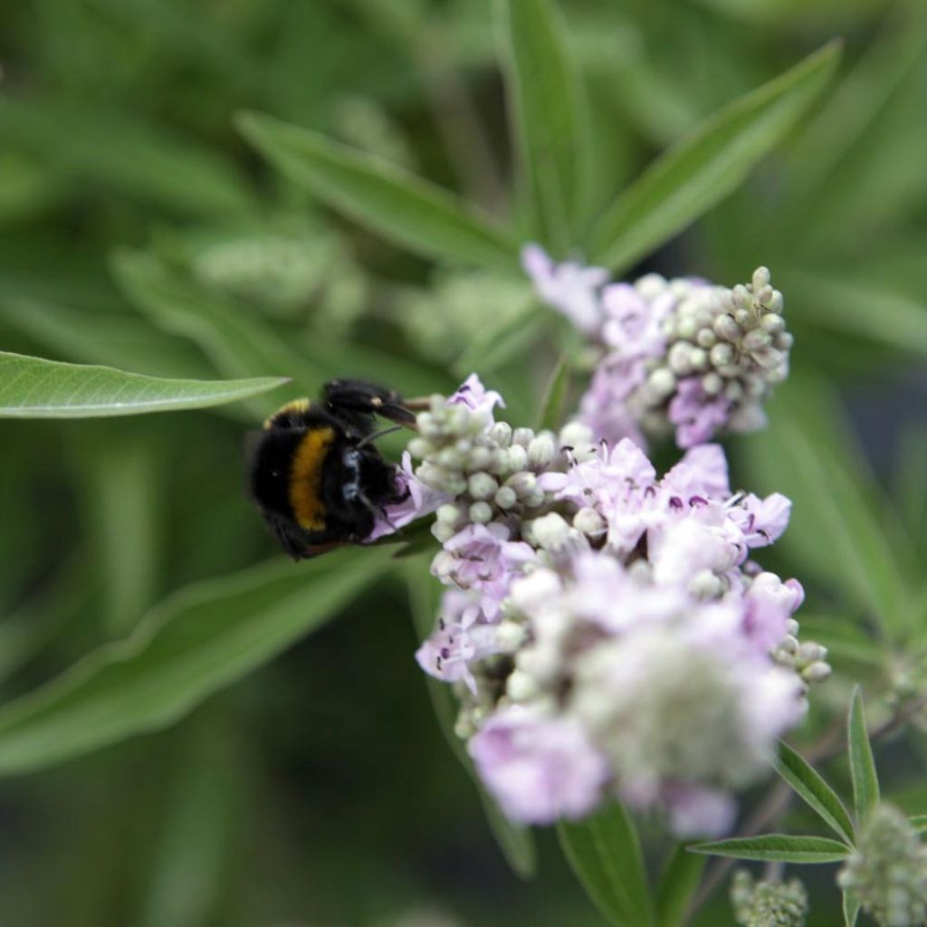 Vitex agnus-castus Pink Pinnacle - Agnocasto