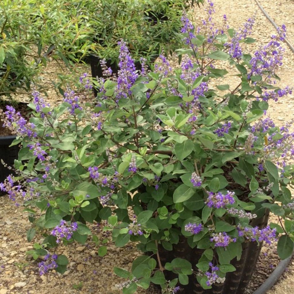 Vitex agnus-castus Chicagoland Blues - Agnocasto