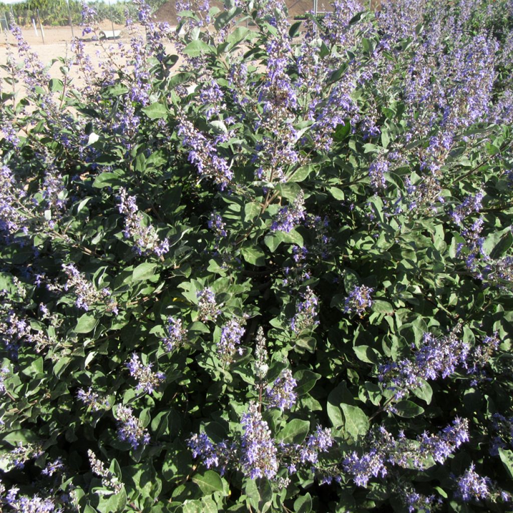 Vitex agnus-castus Chicagoland Blues - Agnocasto