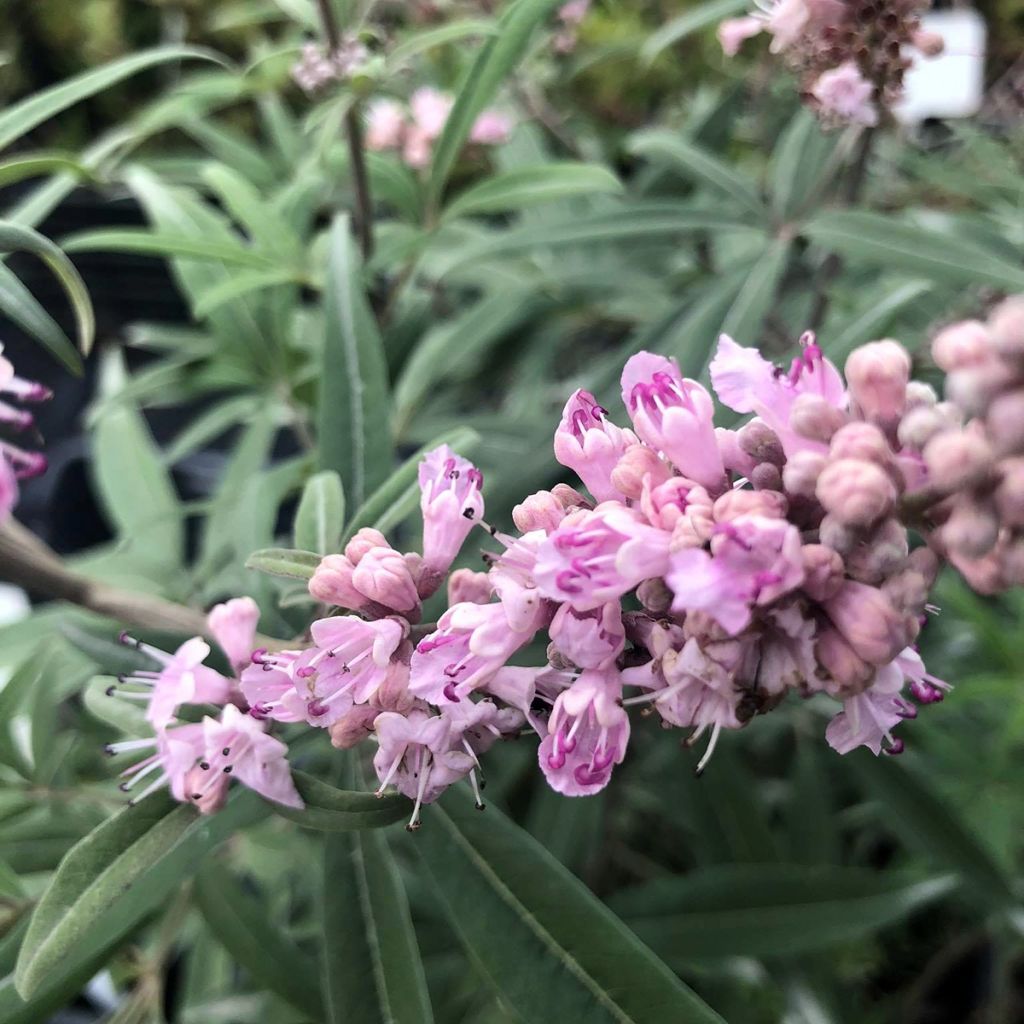 Vitex agnus-castus Santamaria - Agnocasto