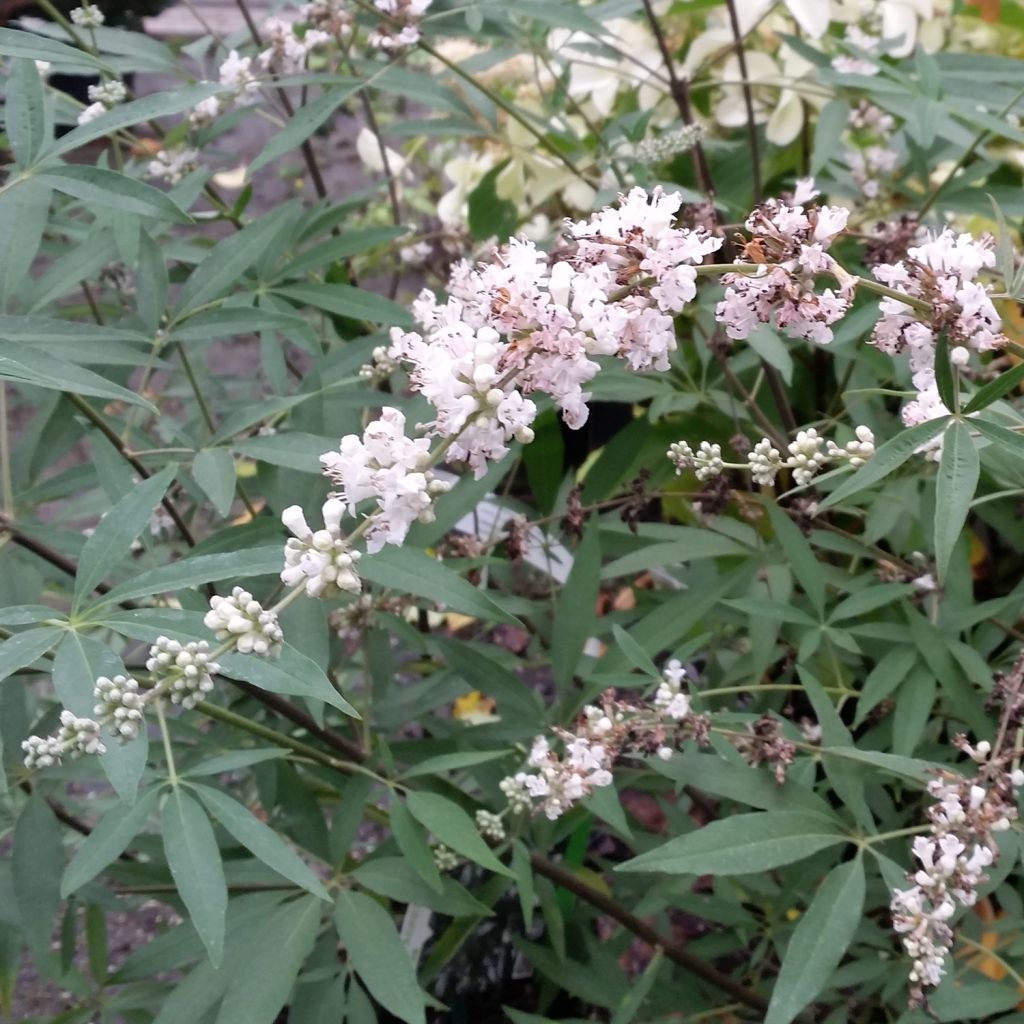 Vitex agnus-castus Albus - Agnocasto