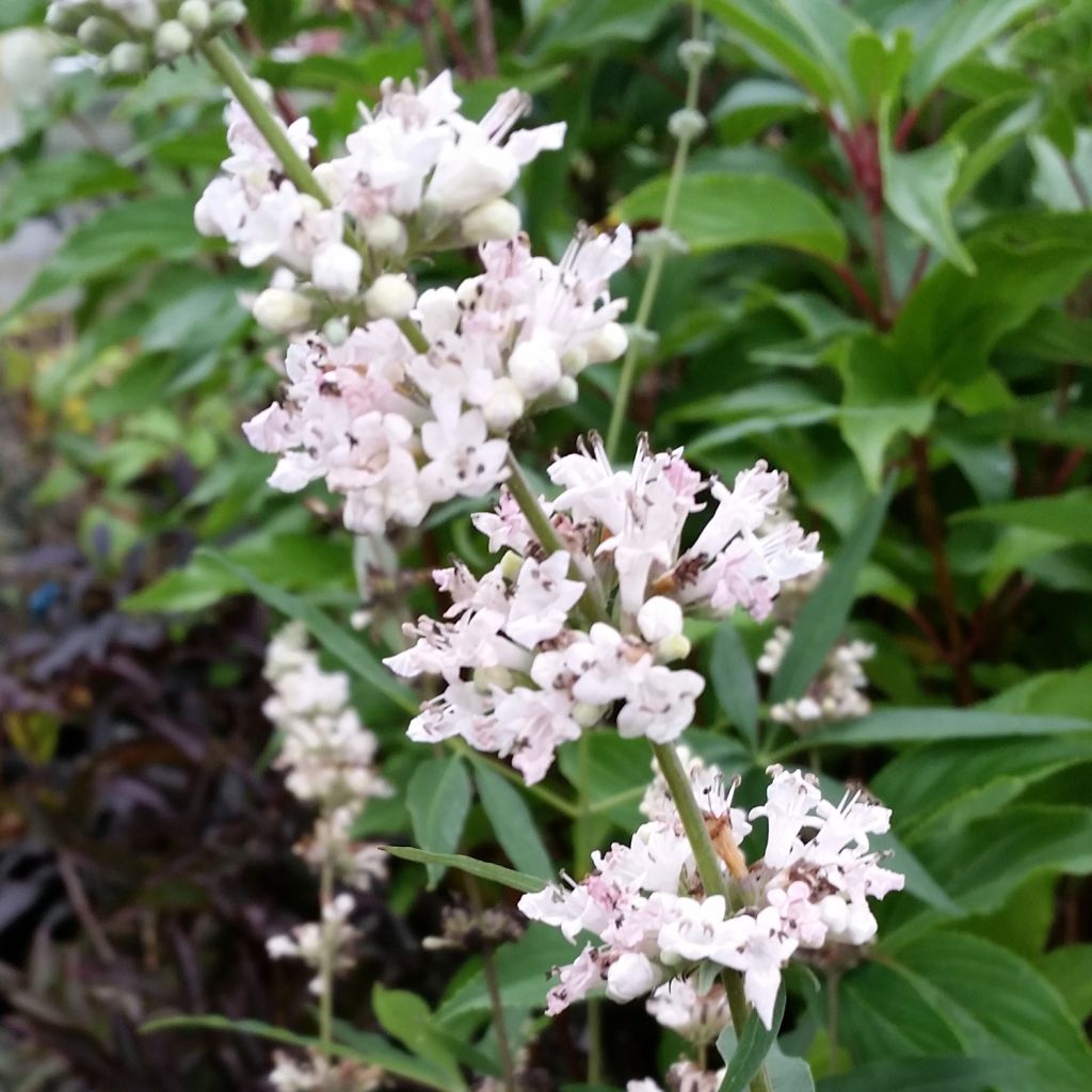 Vitex agnus-castus Albus - Agnocasto