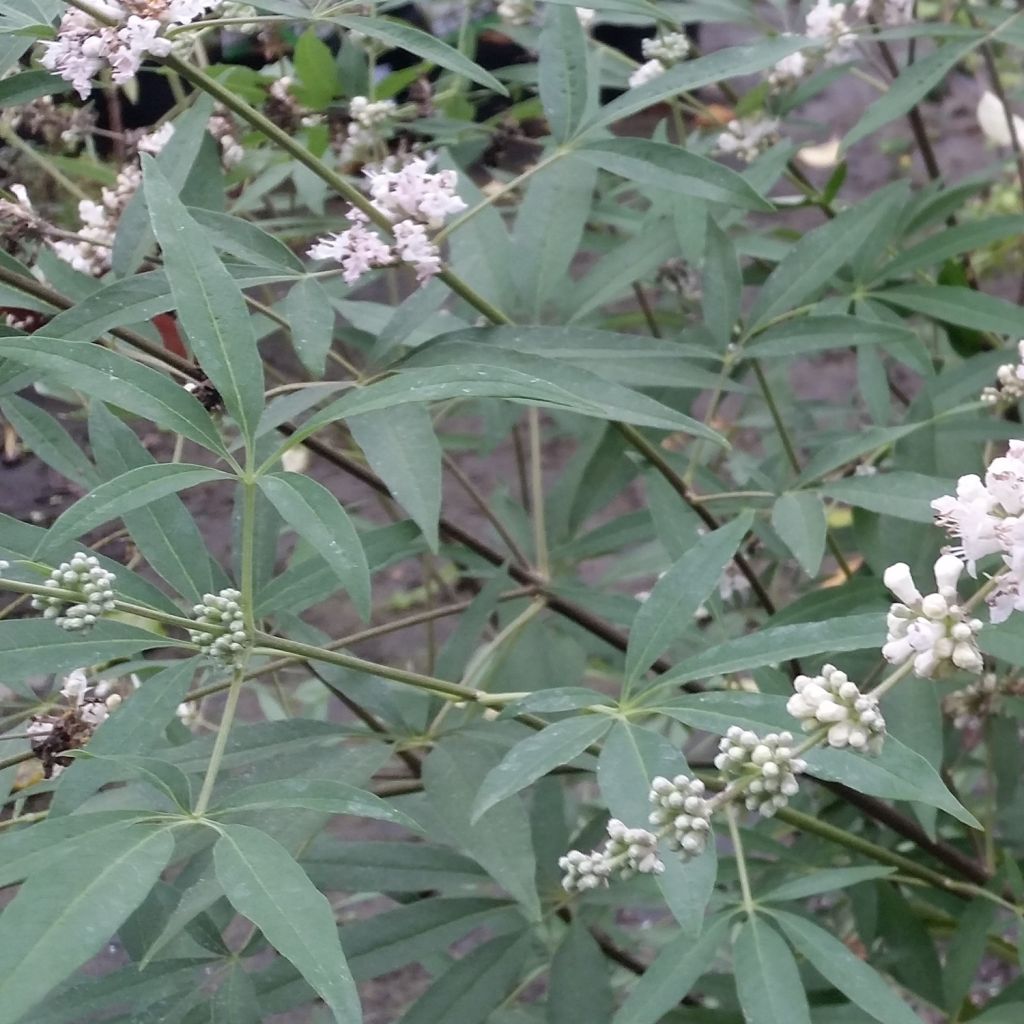 Vitex agnus-castus Albus - Agnocasto