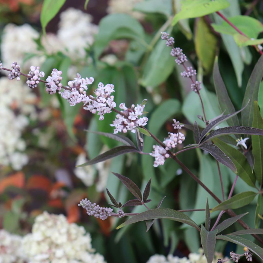 Vitex agnus-castus Albus - Agnocasto