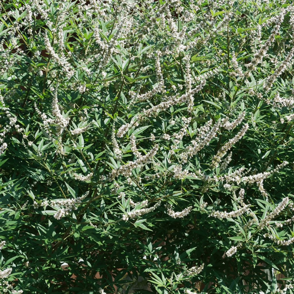 Vitex agnus-castus Albus - Agnocasto