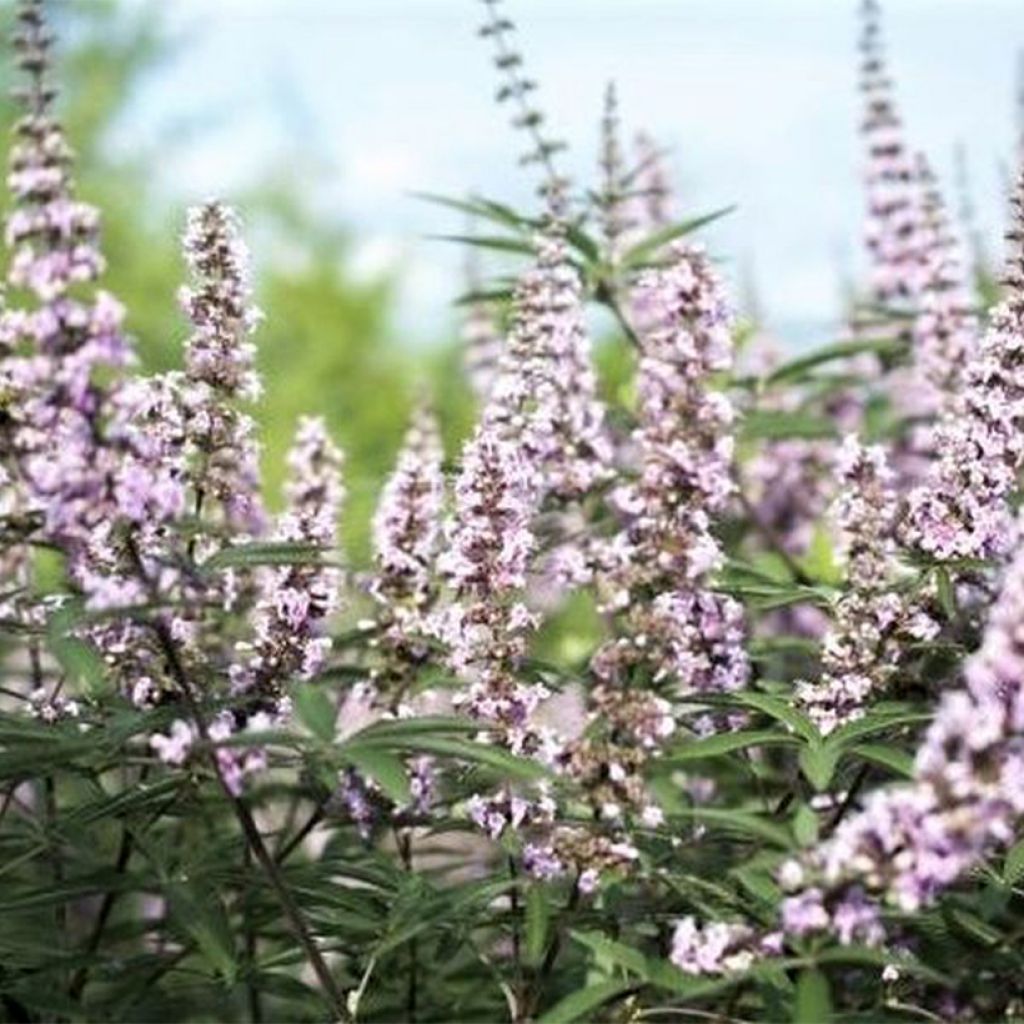 Vitex agnus-castus Galactic Pink - Agnocasto