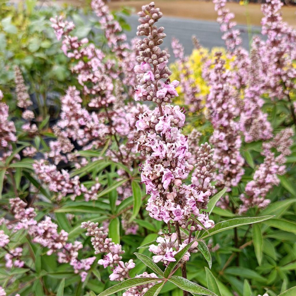 Vitex agnus-castus Pink Pinnacle - Agnocasto