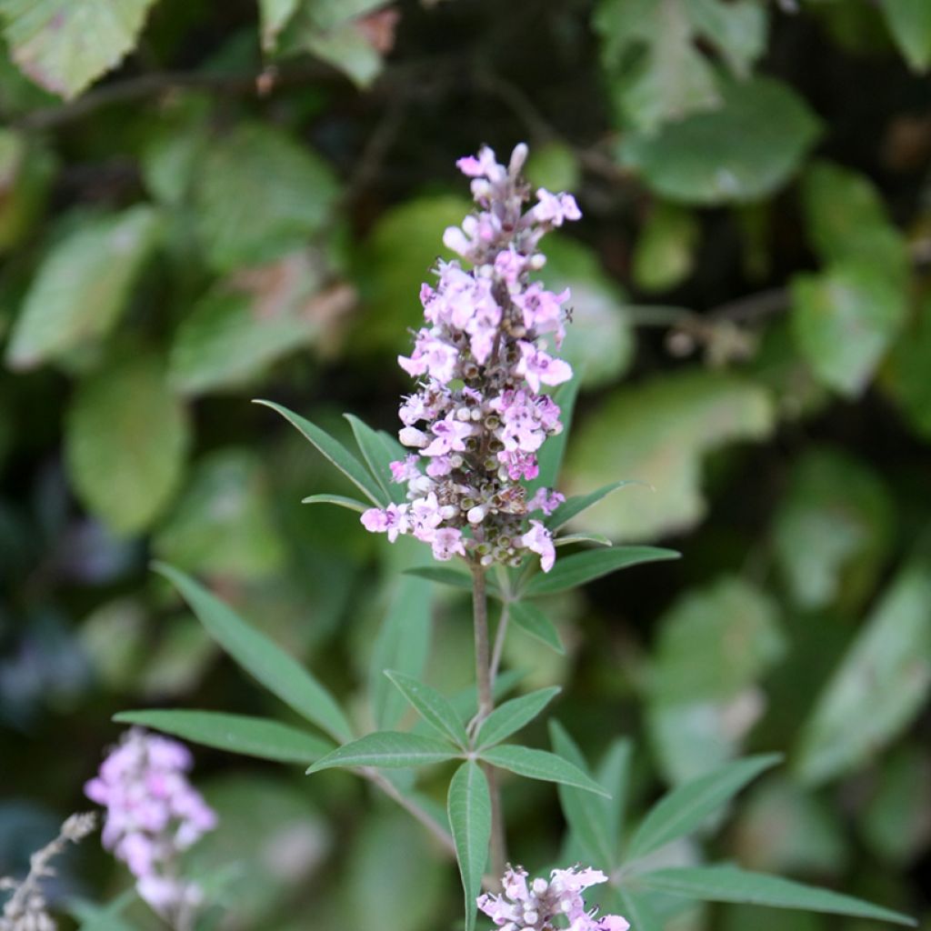 Vitex agnus-castus Pink Pinnacle - Agnocasto