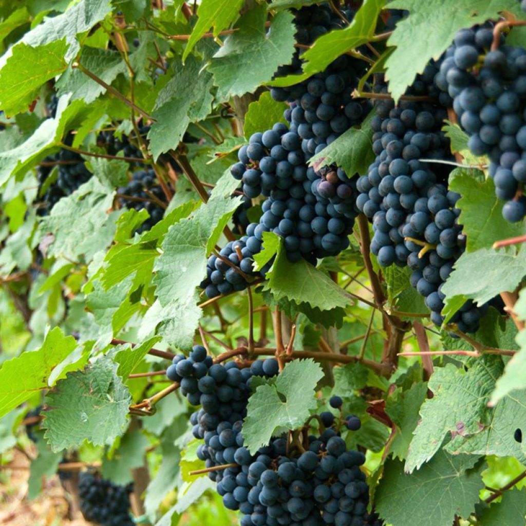 Vitis Solara - Vite