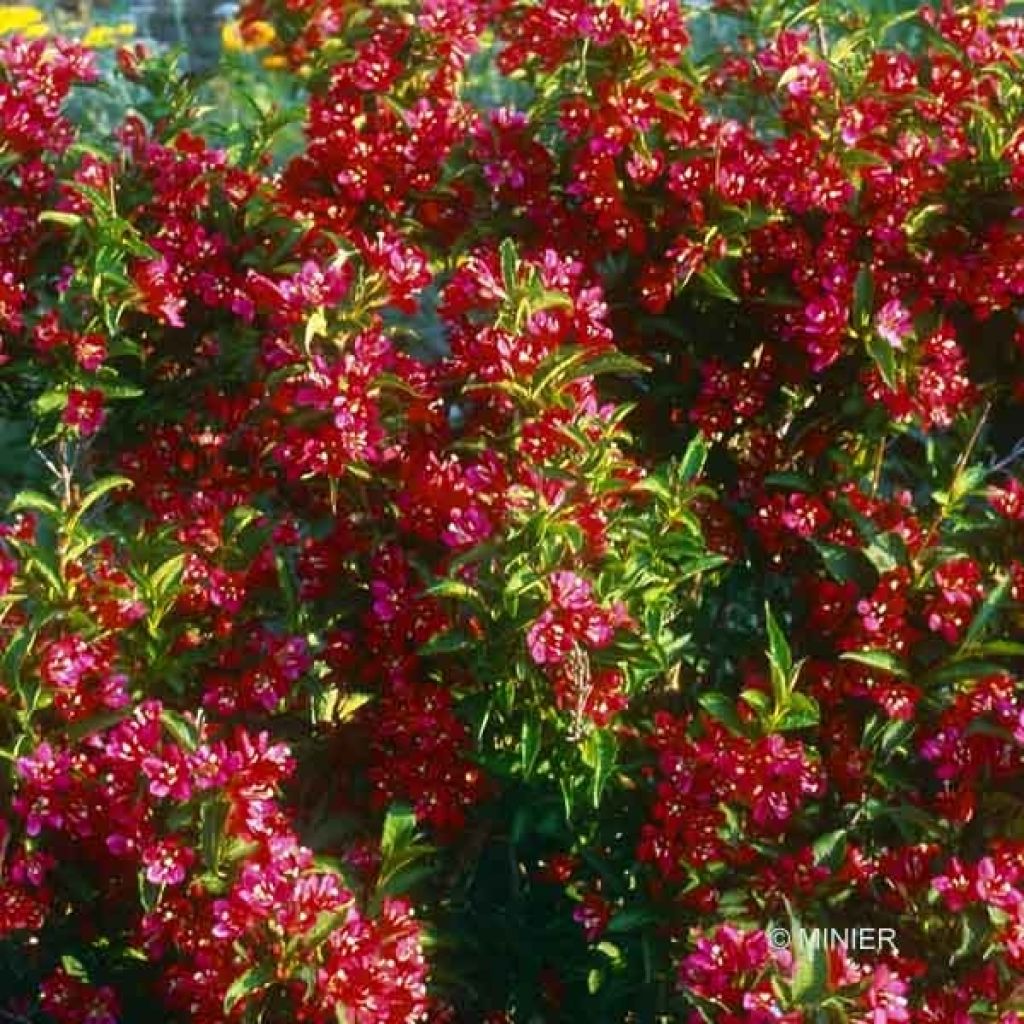 Weigela Nain rouge Courtanin