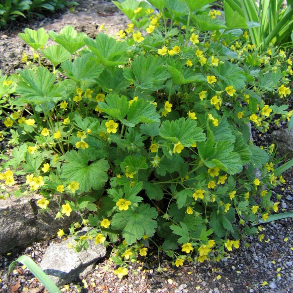 Waldsteinia geoides - Waldstenie faux-fraisier