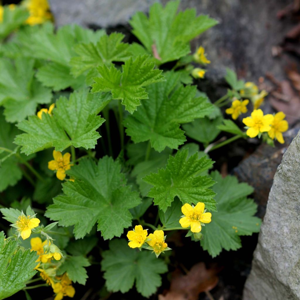 Waldsteinia geoides - Waldstenie faux-fraisier