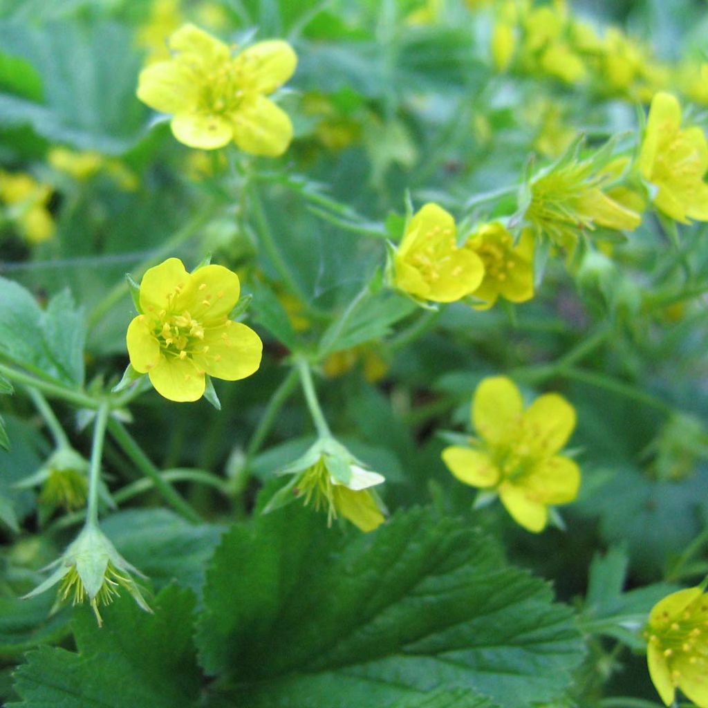 Waldsteinia geoides - Waldstenie faux-fraisier