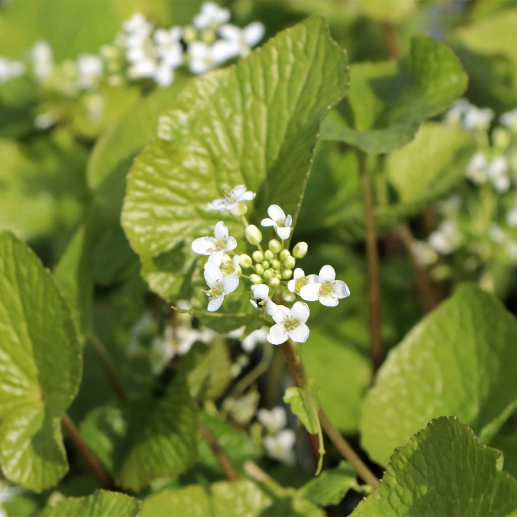 Wasabi japonais - Eutrema japonicum