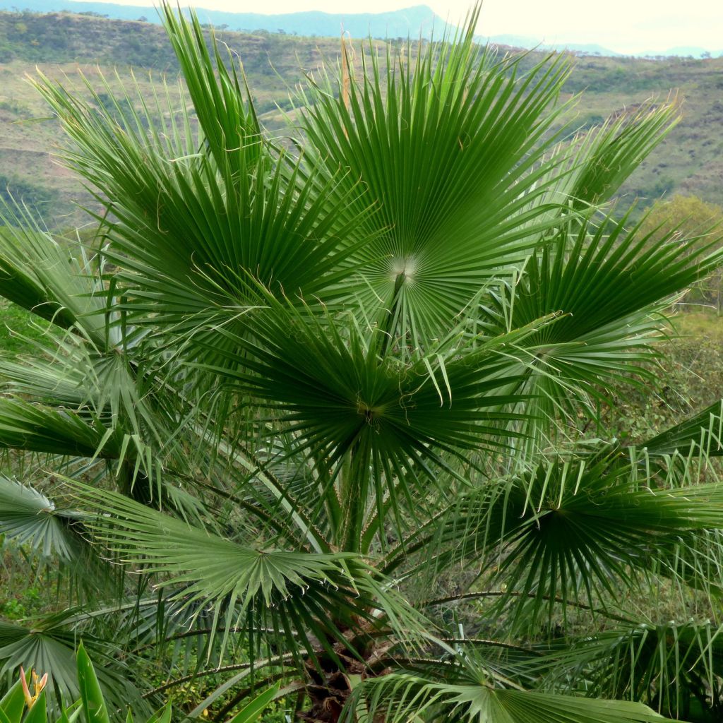 Washingtonia robusta - Palmier du Mexique